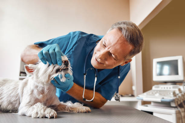 Best Emergency Root Canal Treatment in Timberline Fernwood, AZ